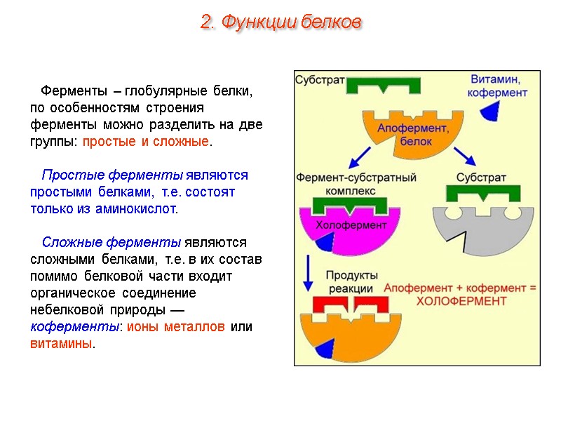 Ферменты – глобулярные белки, по особенностям строения ферменты можно разделить на две группы: простые